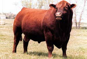 Angus Red Cattle