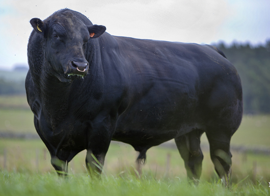 Angus Cattle