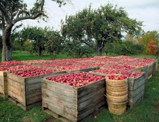 Cider Apples ready for processing