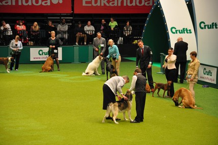 Crufts