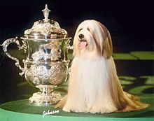 Crufts Winner