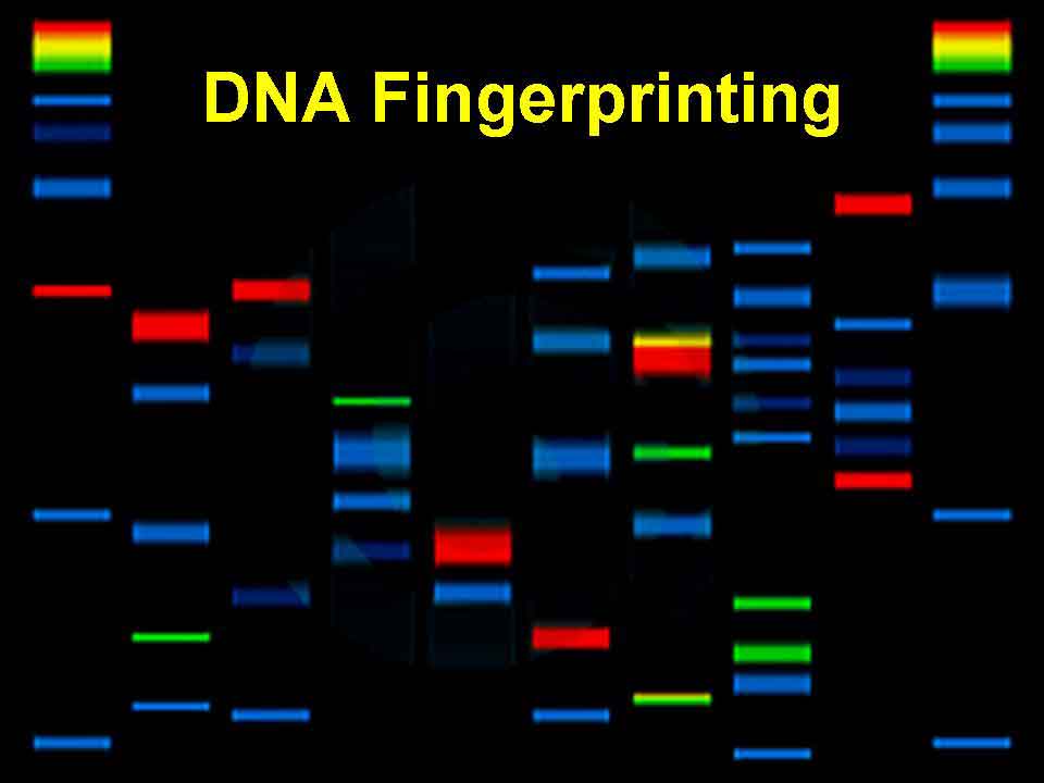 DNA fingerprint