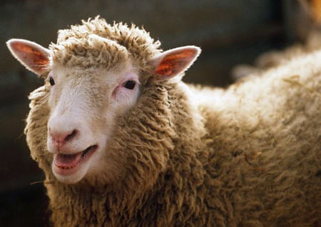 Made up in Britain: Cloning : Dolly the Sheep 1996