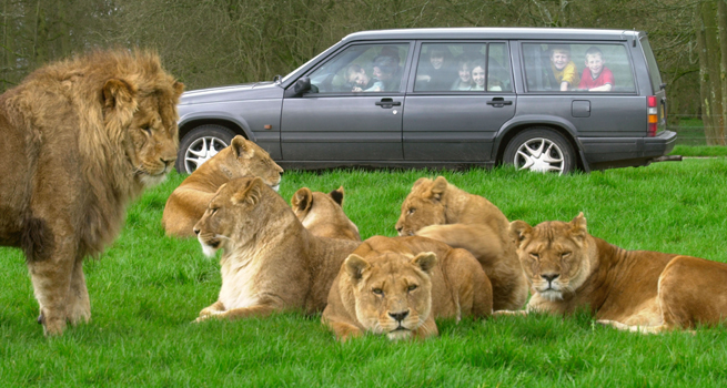 The drive-through at Longleat. Lions close-up