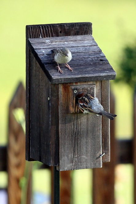 Waterton invented the nesting box