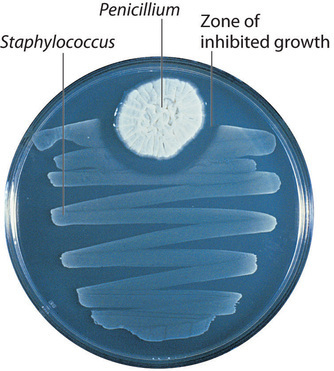 Penicillin Mold