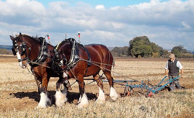 Shire Horse pulling a plough
