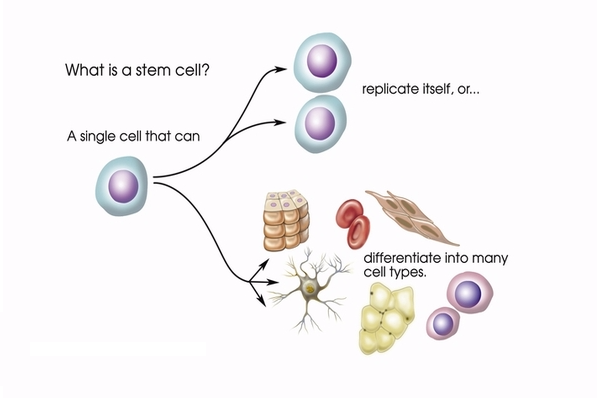 Diagram showing how stem cells are used.