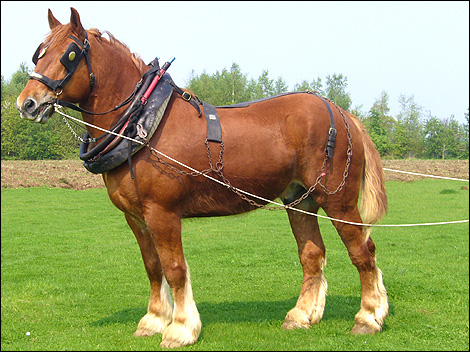 Suffolk Punch