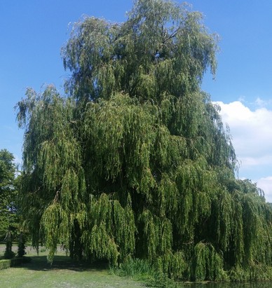 Willow Tree