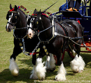 shire horse